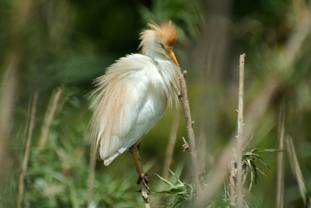 Garcilla bueyera-Bubulcus ibis 7.jpg